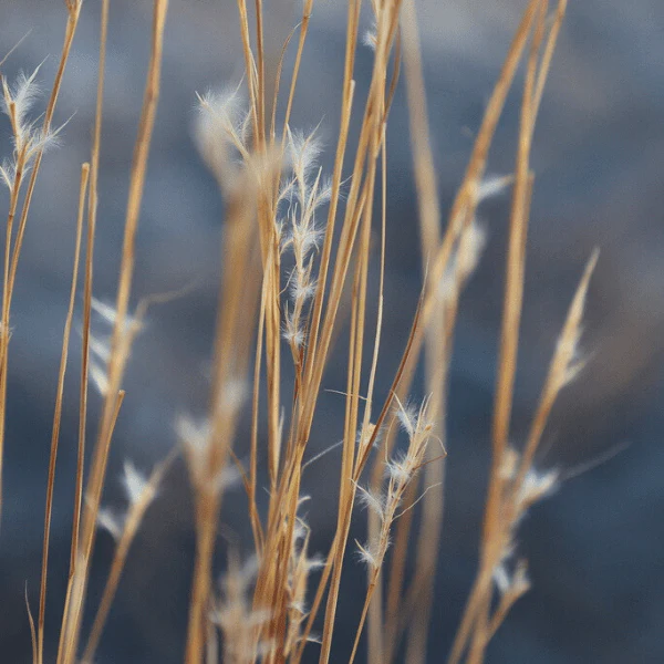 Little Bluestem Grass Plant Sets - Image 7