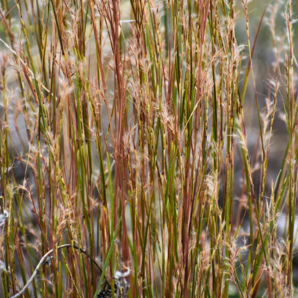 Little Bluestem Grass Plant Sets - Image 8