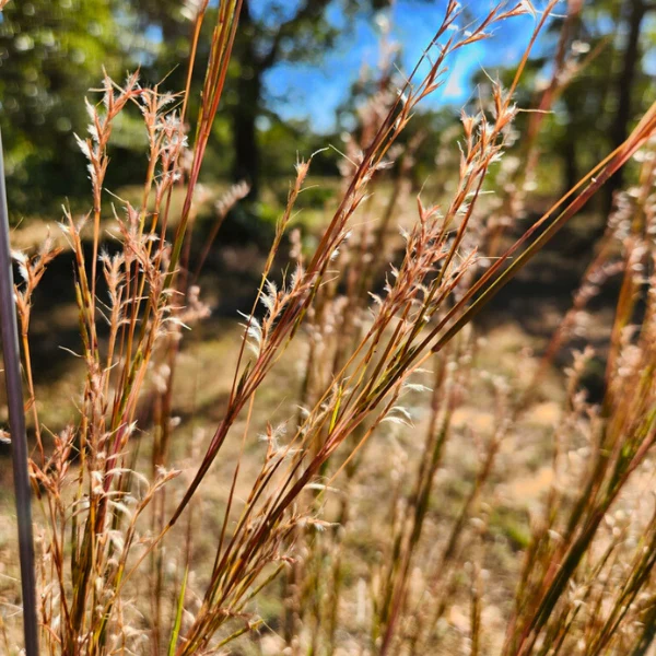 Little Bluestem Grass Plant Sets - Image 9