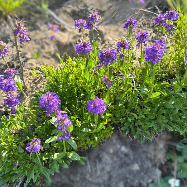 Littleflower Penstemon Plant Sets - Image 3