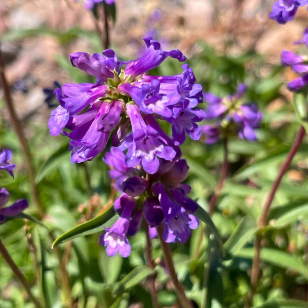 Littleflower Penstemon Plant Sets - Image 4