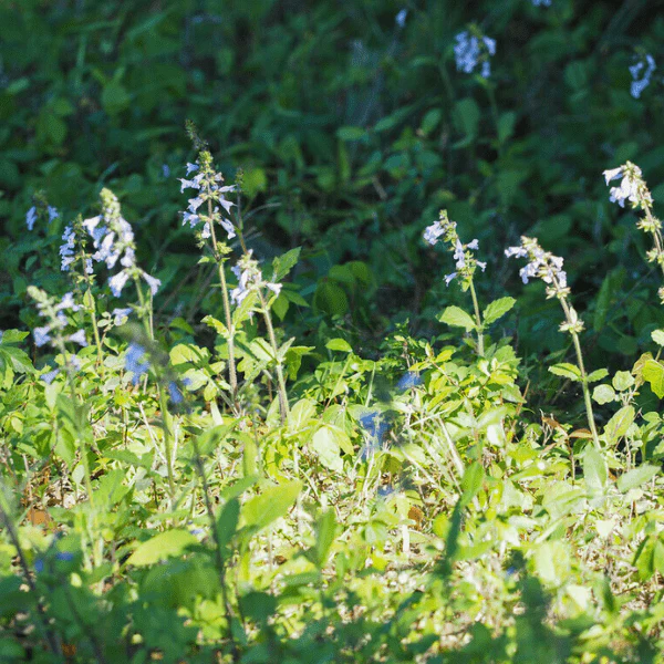 Lyreleaf Sage Plant Sets - Image 3