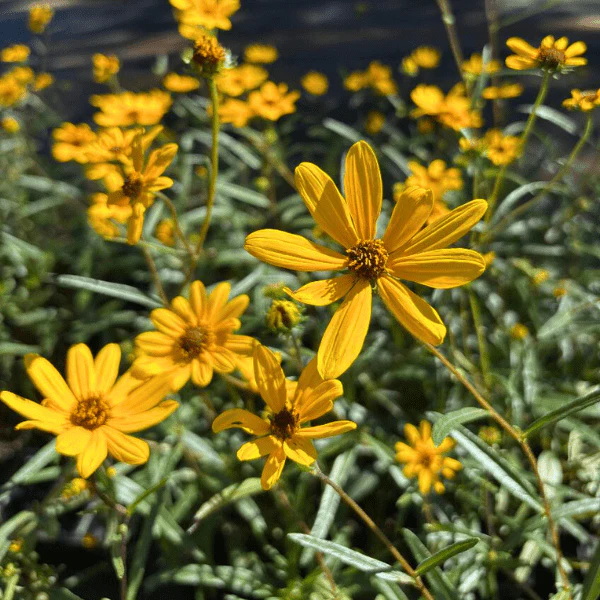 Butterfly Banquet - Image 4