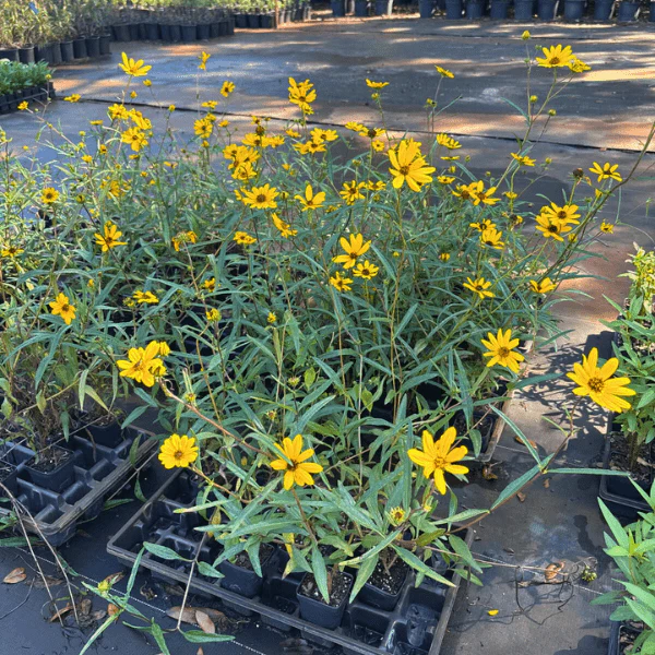 Narrow Leaved Sunflower Plant Sets - Image 3