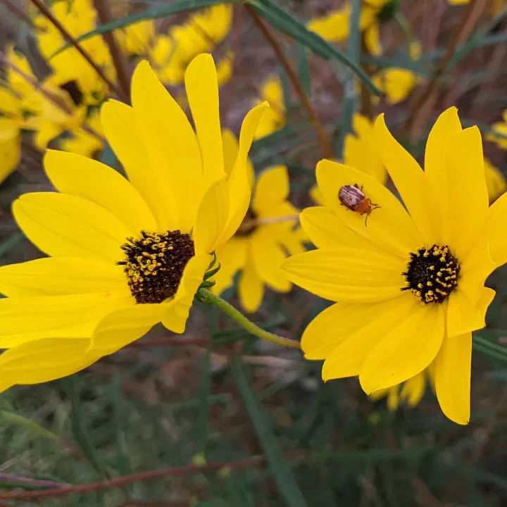 Narrow Leaved Sunflower Plant Sets - Image 4