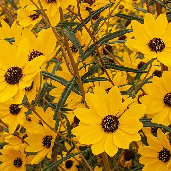 Narrow Leaved Sunflower Plant Sets - Image 5