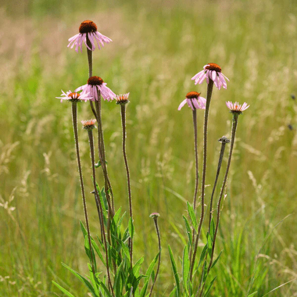 Narrowleaf Coneflower Plant Sets - Image 3