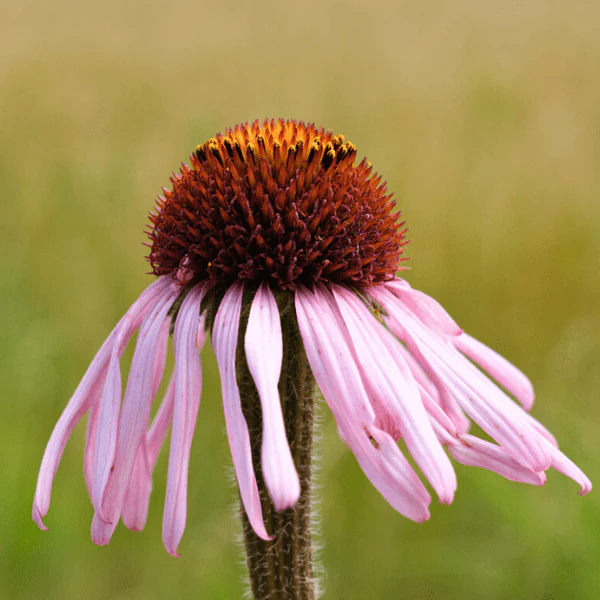 Narrowleaf Coneflower Plant Sets - Image 4