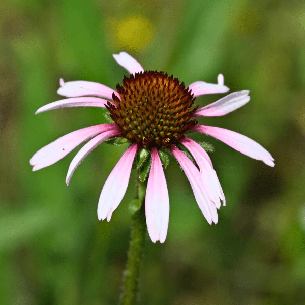 Narrowleaf Coneflower Plant Sets - Image 5