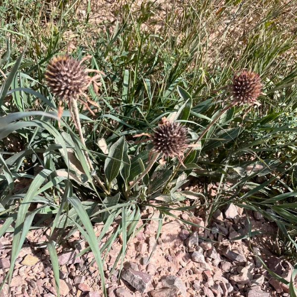 Narrowleaf Coneflower Plant Sets - Image 7