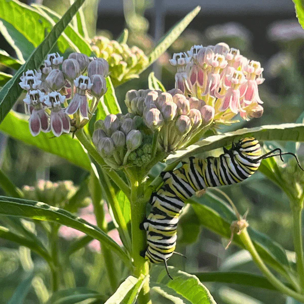 Narrowleaf Milkweed Plant Sets - Image 3