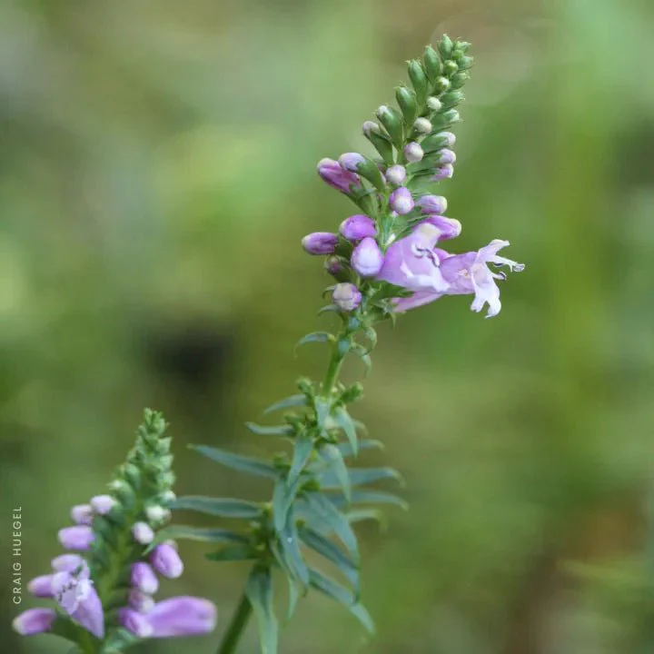Obedient Plant Sets - Image 3