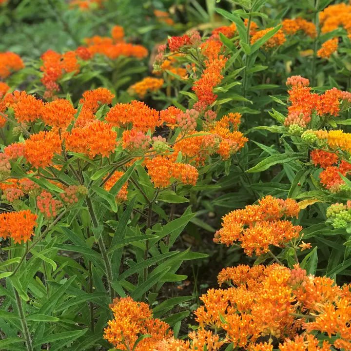 Orange Butterfly Milkweed Plant Sets - Image 3