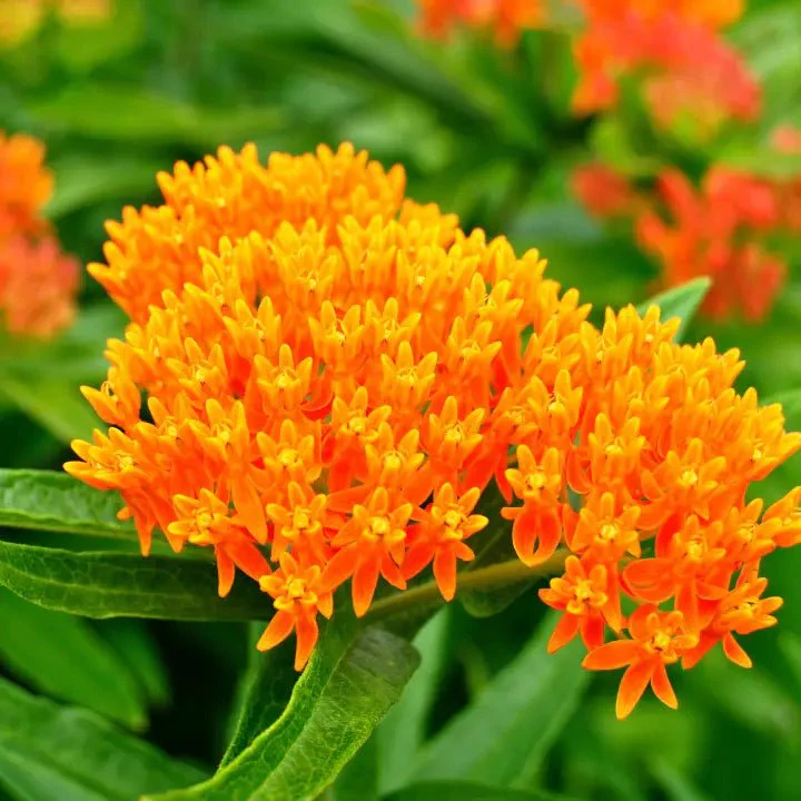 Orange Butterfly Milkweed Plant Sets - Image 4