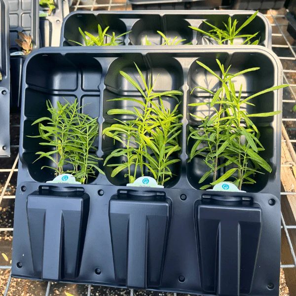 Narrowleaf Milkweed Plant Sets - Image 4