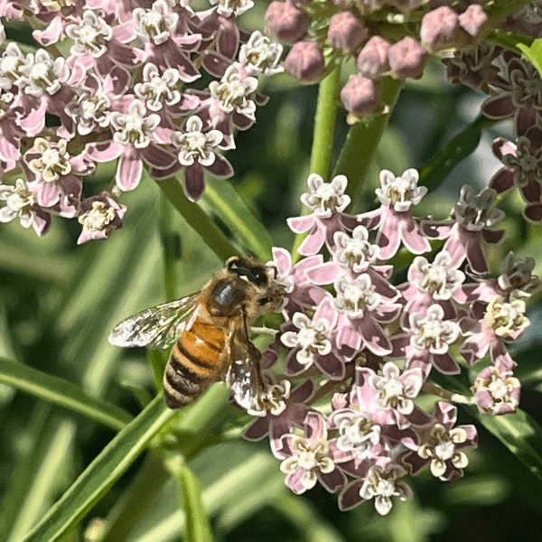 Narrowleaf Milkweed Plant Sets - Image 5
