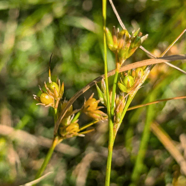 Path Rush Plant Sets - Image 4