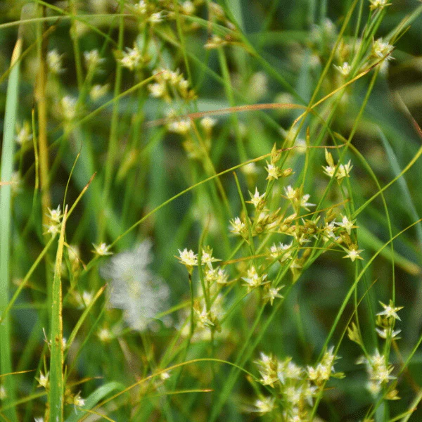 Path Rush Plant Sets - Image 5
