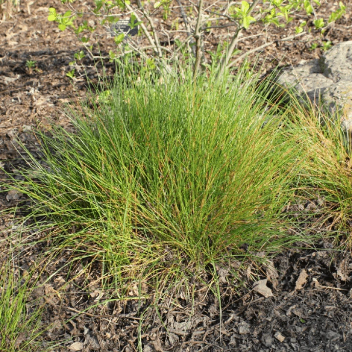 Path Rush Plant Sets - Image 7