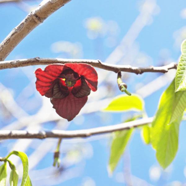 Pawpaw Tree - Image 3