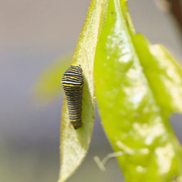 Pawpaw Tree - Image 5