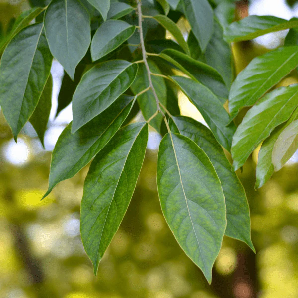 Persimmon Tree - Image 4
