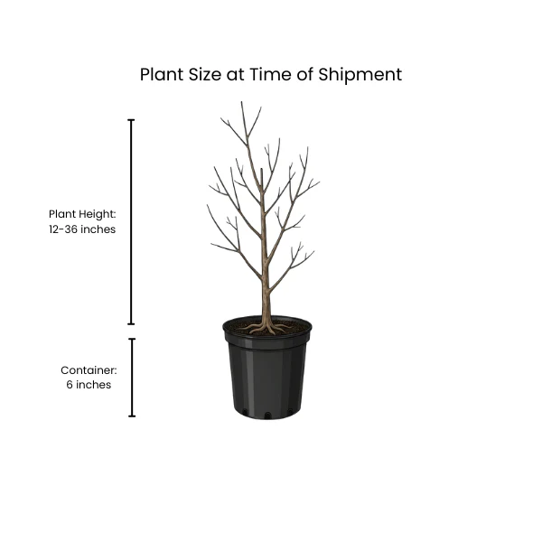 Persimmon Tree - Image 5