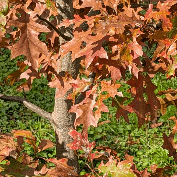 Pin Oak Tree - Image 3