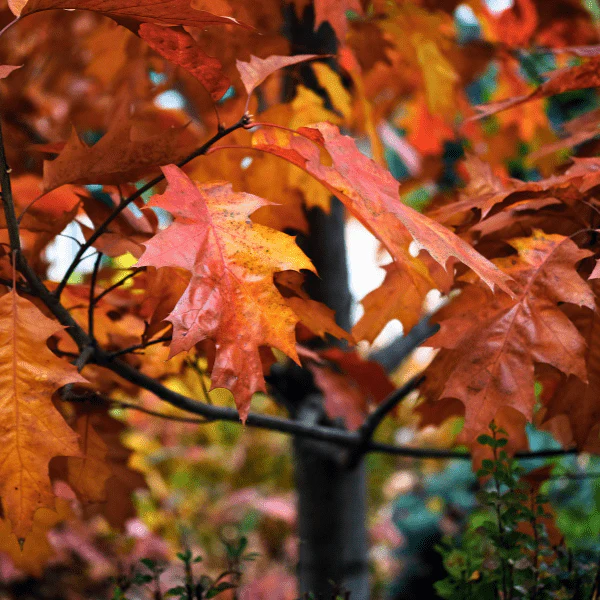 Pin Oak Tree - Image 4