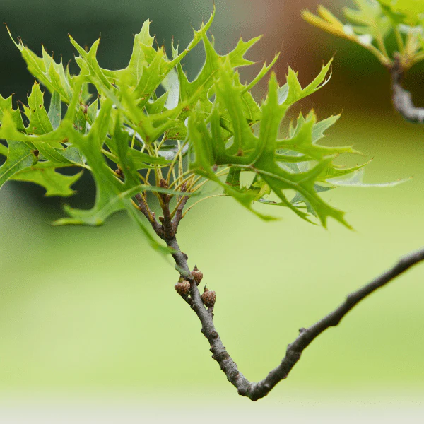 Pin Oak Tree - Image 5
