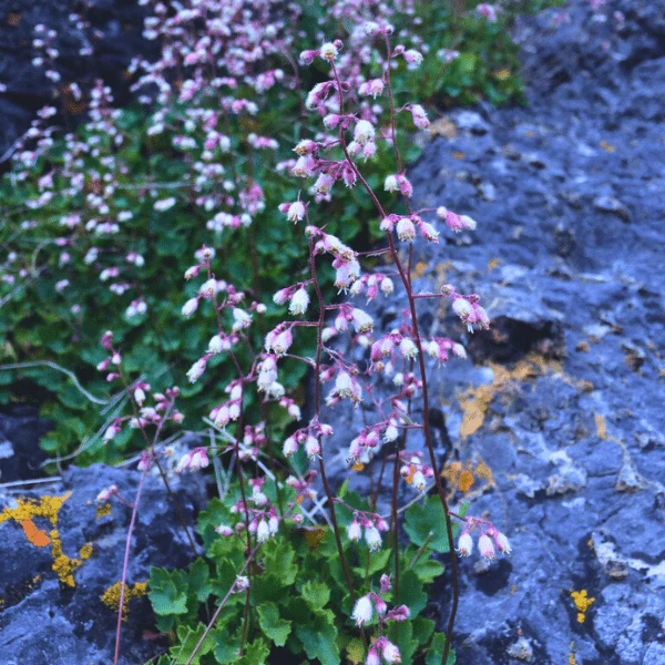 Pink Alumroot Plant Sets - Image 3