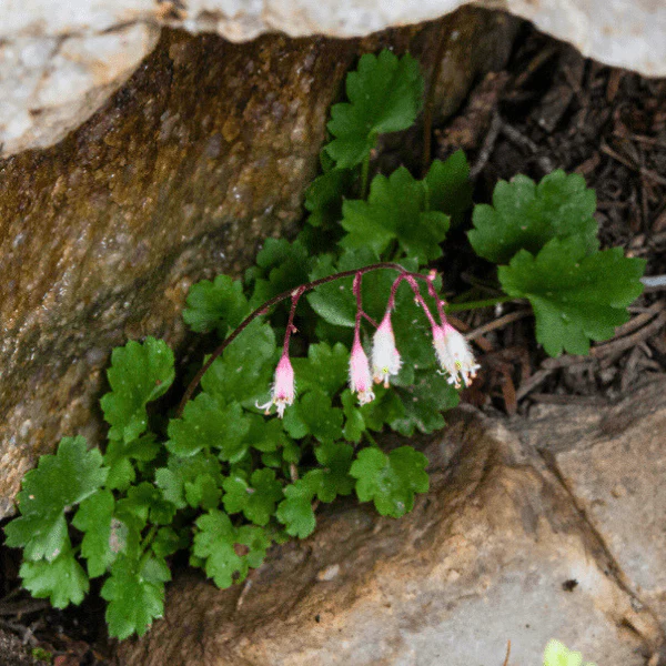 Pink Alumroot Plant Sets - Image 4
