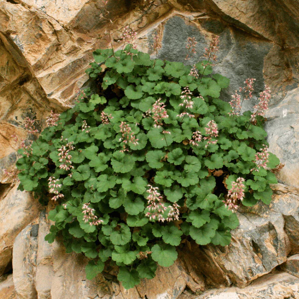 Pink Alumroot Plant Sets - Image 5