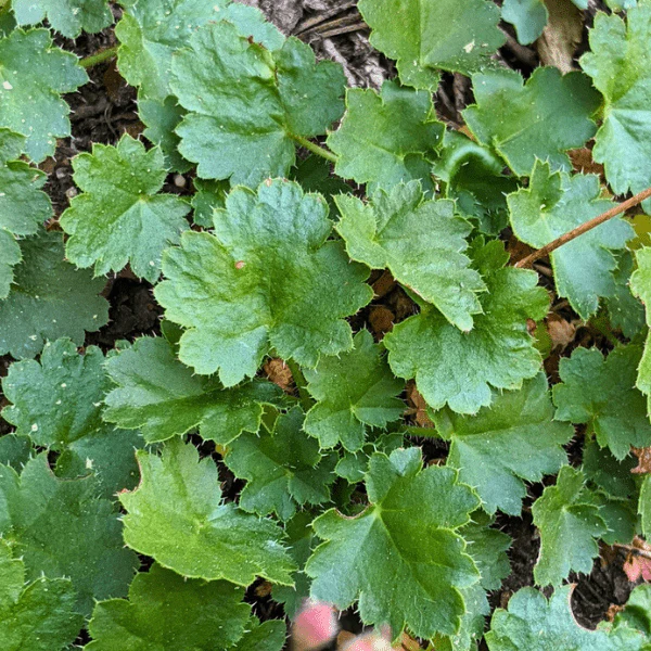 Pink Alumroot Plant Sets - Image 6