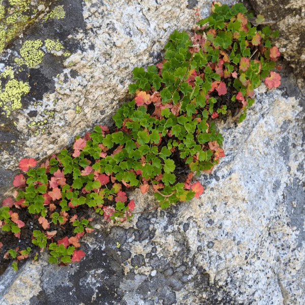 Pink Alumroot Plant Sets - Image 7