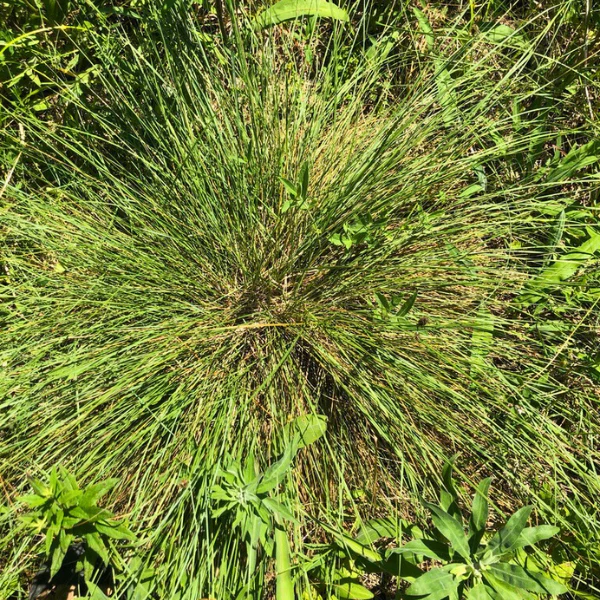 Pink Muhlygrass Plant Sets - Image 3