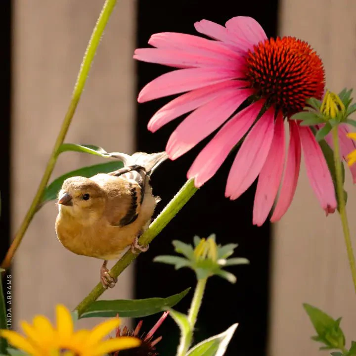 Pollinator Garden Bed - Image 6
