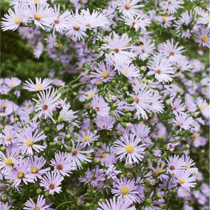 Pollinator Garden Bed - Image 9