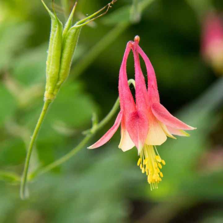 Pollinator Pleaser - Image 3