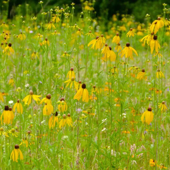 Pollinator Pleaser - Image 4