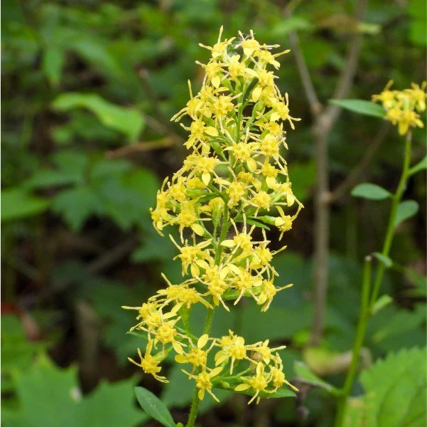 Pollinator Power - Image 3