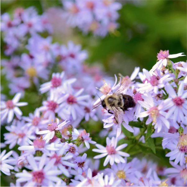 Pollinator Power - Image 4