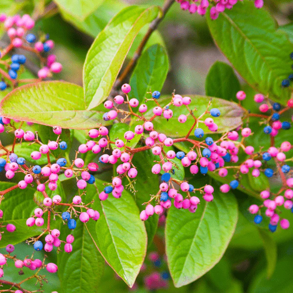 Possumhaw Viburnum Shrub - Image 3
