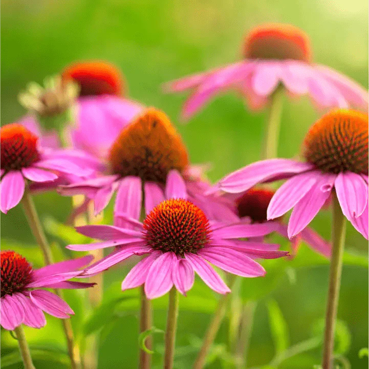 Purple Coneflower Plant Sets - Image 3