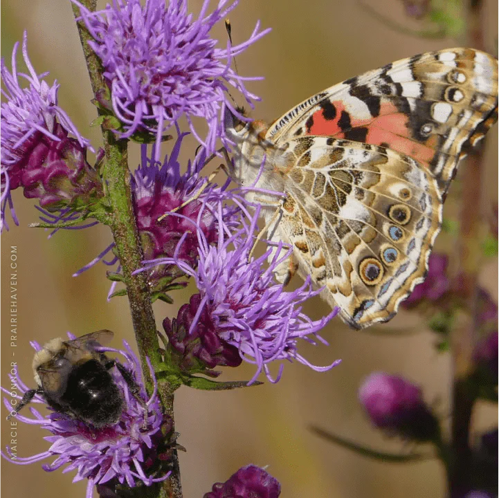 Purple Pollinator Paradise - Image 4