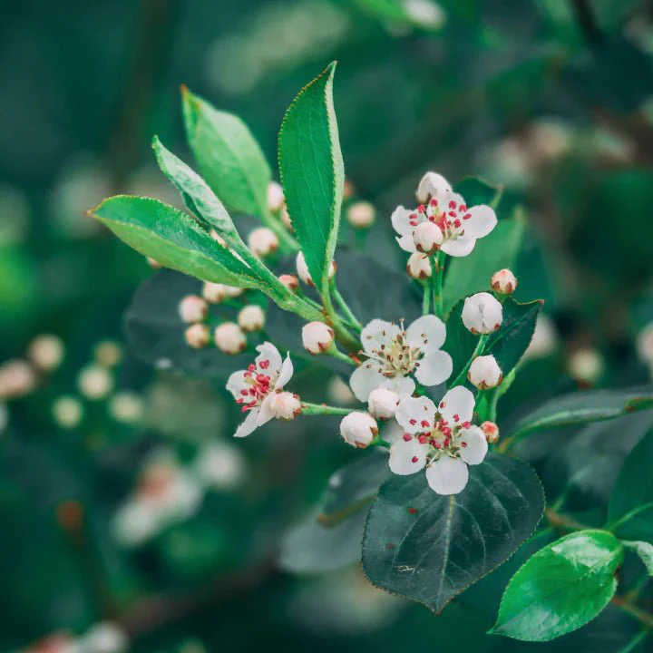 Red Chokeberry Shrub - Image 3