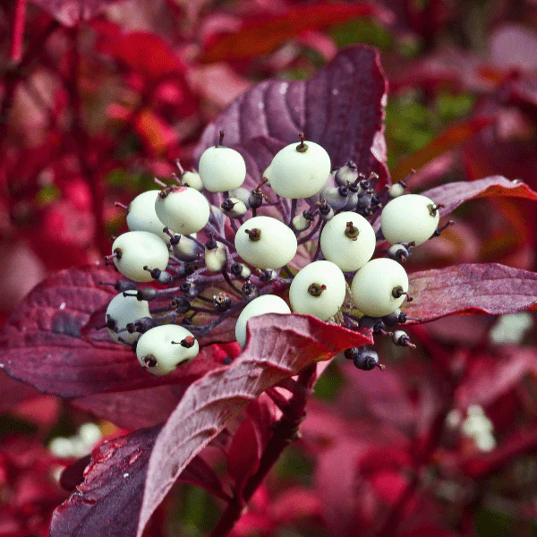 Red Twig Dogwood Shrub - Image 3