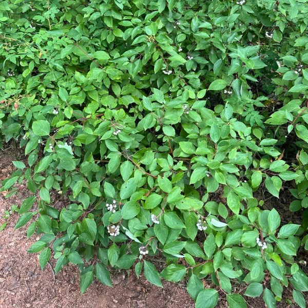 Red Twig Dogwood Shrub - Image 4