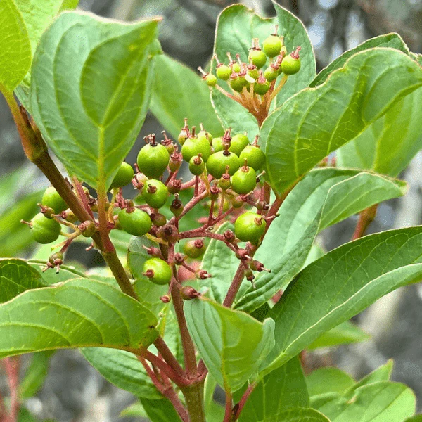 Red Twig Dogwood Shrub - Image 5