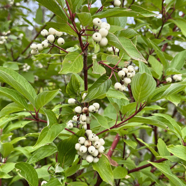 Red Twig Dogwood Shrub - Image 6